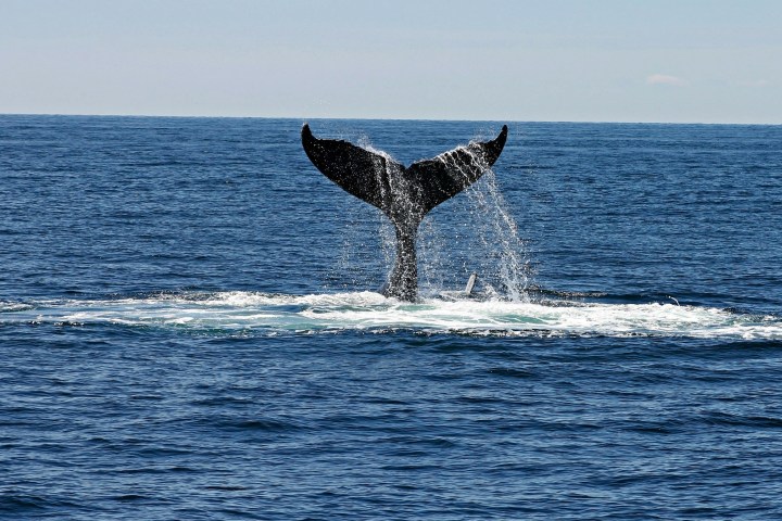 a whale jumping out of a body of water